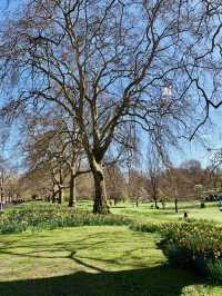 Cherry Blossoms, Tulips and Royal Views: St James’s Park in Spring