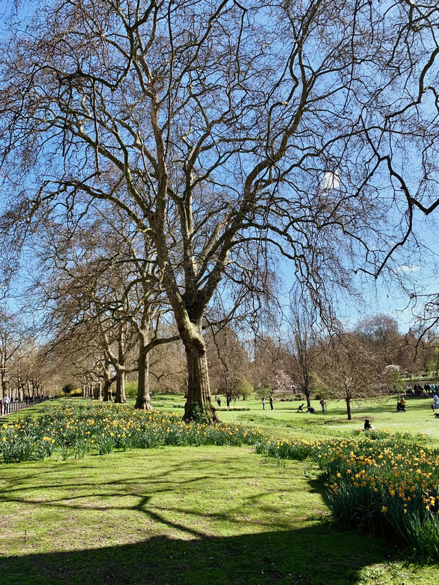 Cherry Blossoms, Tulips and Royal Views: St James’s Park in Spring