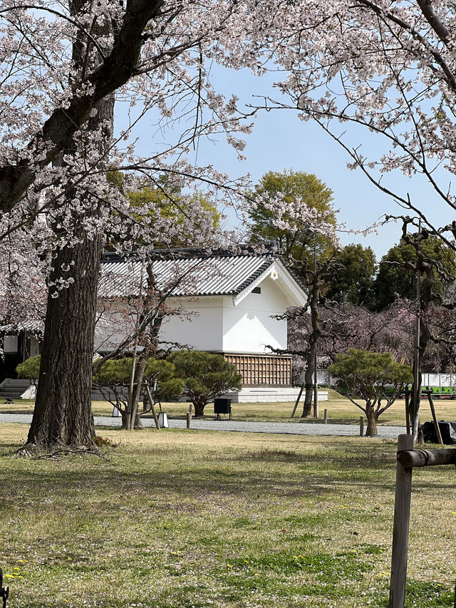 다양한 종류의 벚꽃🌸을 보고 싶다면 무조건 니조성 🏯 元離宮二条城