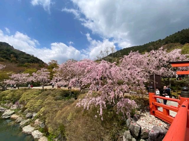 尾勝寺-櫻花與達摩不倒翁，大阪近郊賞櫻。