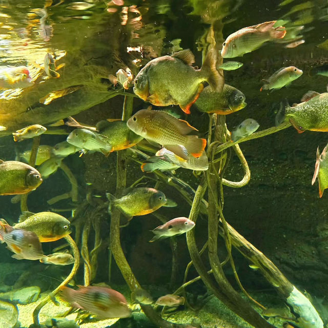 Ocean Odyssey: Exploring Osaka Aquarium Kaiyukan 🇯🇵