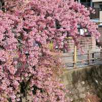 東京近郊的私房賞櫻秘境---松戶坂川河津櫻