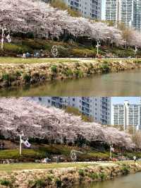 CHERRY BLOSSOMS IN FULL GLORY, THE MOST SWEETEST MOMENT