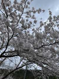 หมู่บ้านคายาบุกิโนะซาโตะ (Miyama Kayabuki no Sato)