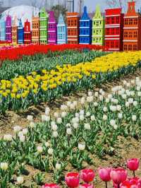 Pyeongtaek in Bloom: A Tulip Fantasy 🌷