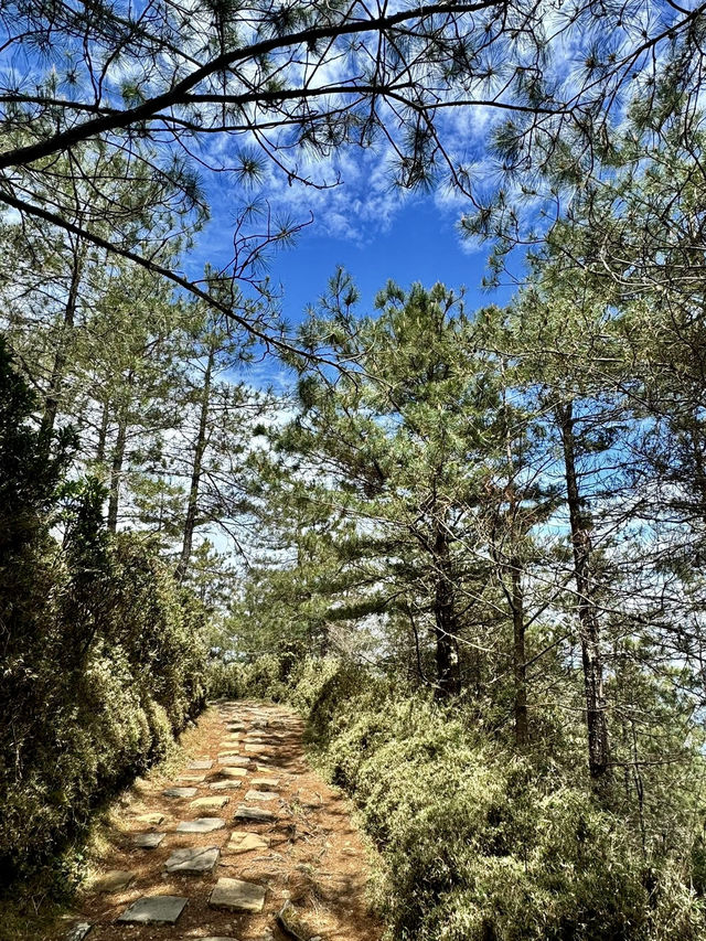 塔塔加的熱門山～麟趾山輕鬆走