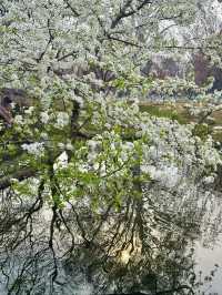 🌸 Don’t Just Chase Cherry Blossoms – Check Out the Pear Blossoms in Wuhan! 🌸