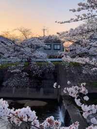 Saho River Cherry Blossoms– Nara’s 7KM Sakura Serenade