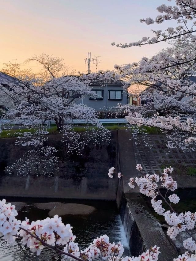 Saho River Cherry Blossoms– Nara’s 7KM Sakura Serenade