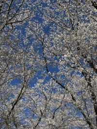 Pure cherry blossom bliss 🌸