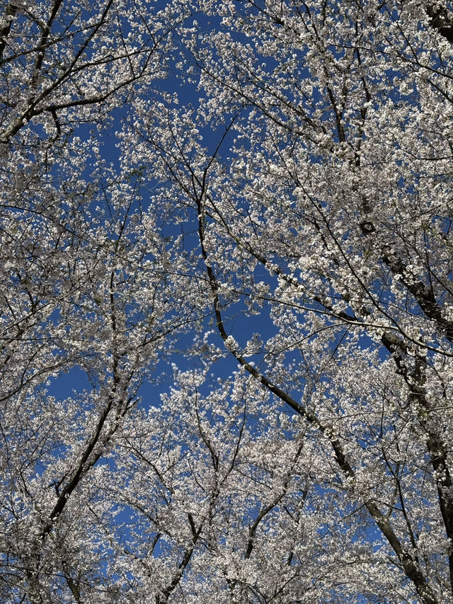 Pure cherry blossom bliss 🌸