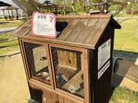 Play, Pets & Plants—Pyeongtaek Fun!