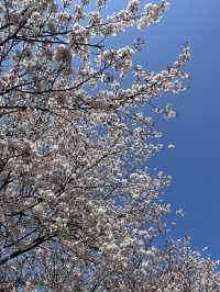 一個人悠閑賞櫻🌸 