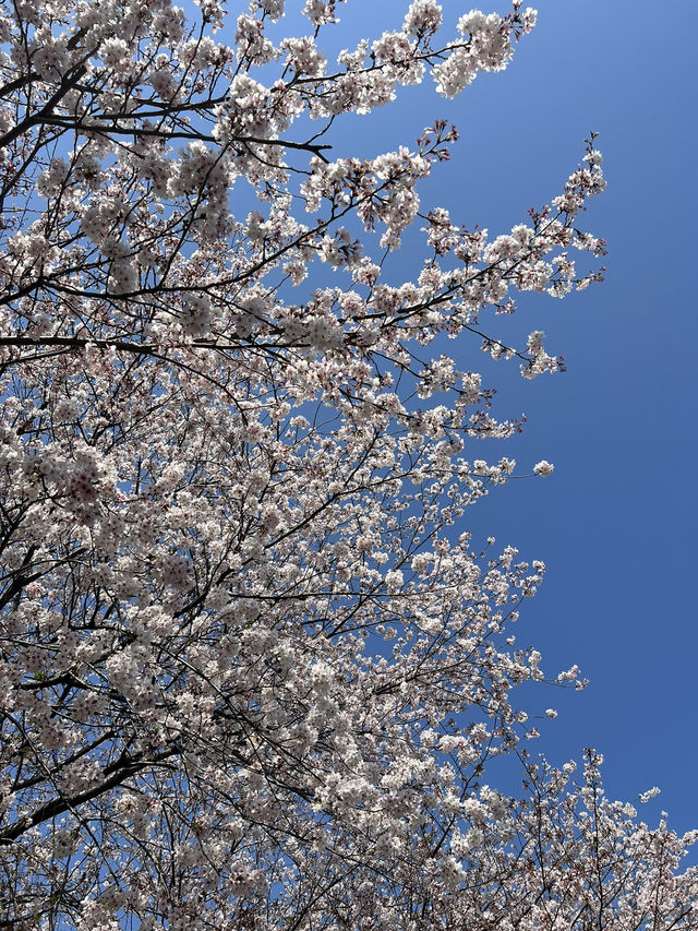 一個人悠閑賞櫻🌸 