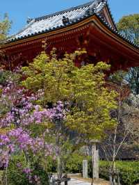 Kyoto’s Late Cherry Blossom Hidden Gem – Ninna-ji Temple’s Spring Five-Storied Pagoda