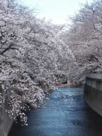 🎉Tokyo Cherry Blossom Full Bloom Off-the-Beaten-Path Route🌸