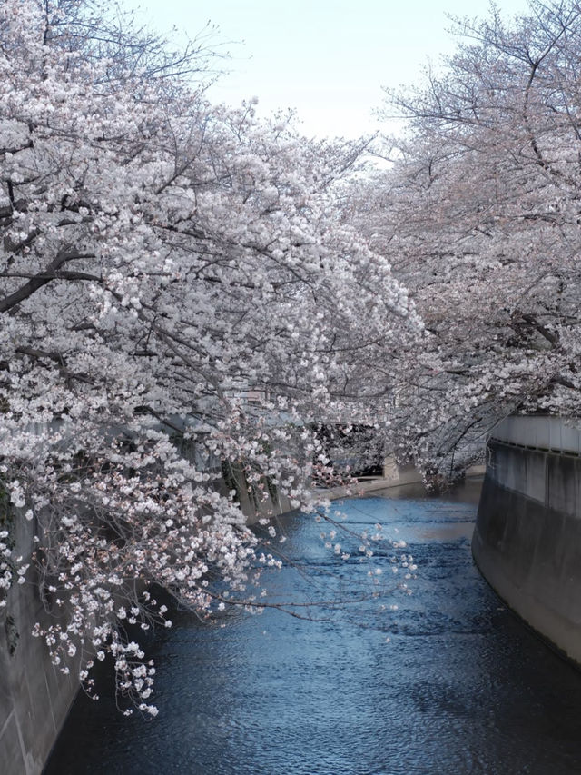 🎉Tokyo Cherry Blossom Full Bloom Off-the-Beaten-Path Route🌸