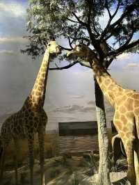 ชวนเที่ยว Shanghai natural history museum