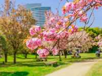🌸 Hamarikyu Gardens: Sakura, Tea & Ocean Breezes – Tokyo’s Best-Kept Secret! 🌸