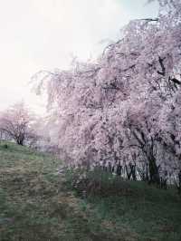 Kobo-yama: Nature's Grand Spring Filter