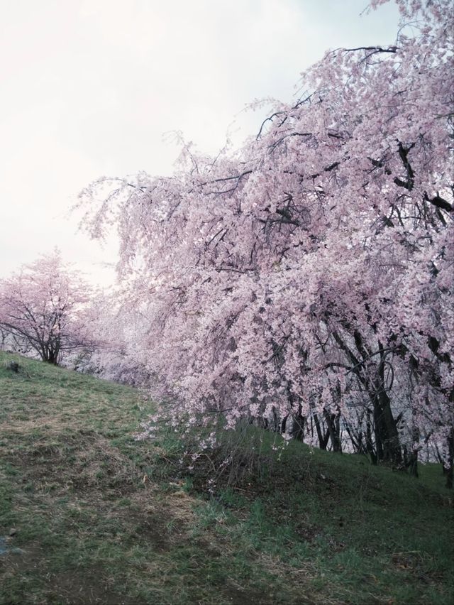 Kobo-yama: Nature's Grand Spring Filter