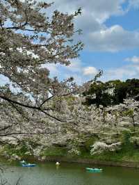 Chidorigafuchi Sakura – Tokyo’s Iconic Moat of Blossoms