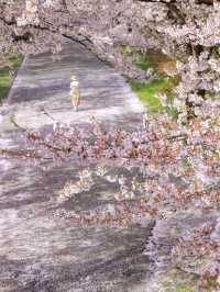 🌸Cherry Blossom Chase｜Sakura Blizzard in Kitakami Tenshōchi🌸