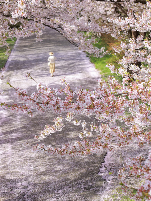 🌸Cherry Blossom Chase｜Sakura Blizzard in Kitakami Tenshōchi🌸