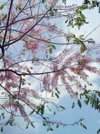 台北｜花博公園｜綠意盎然的城市綠洲
