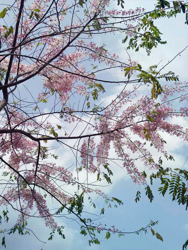 台北｜花博公園｜綠意盎然的城市綠洲