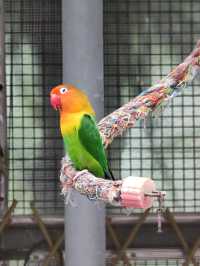 #鳳凰谷鳥園生態園區-南投縣鹿谷鄉