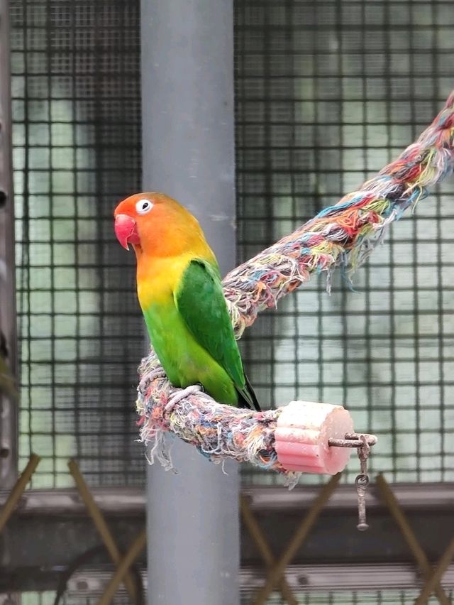 #鳳凰谷鳥園生態園區-南投縣鹿谷鄉