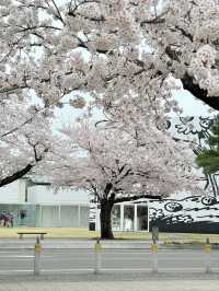 Towada Art Center Sakura | A Spring Symphony of Art and Nature