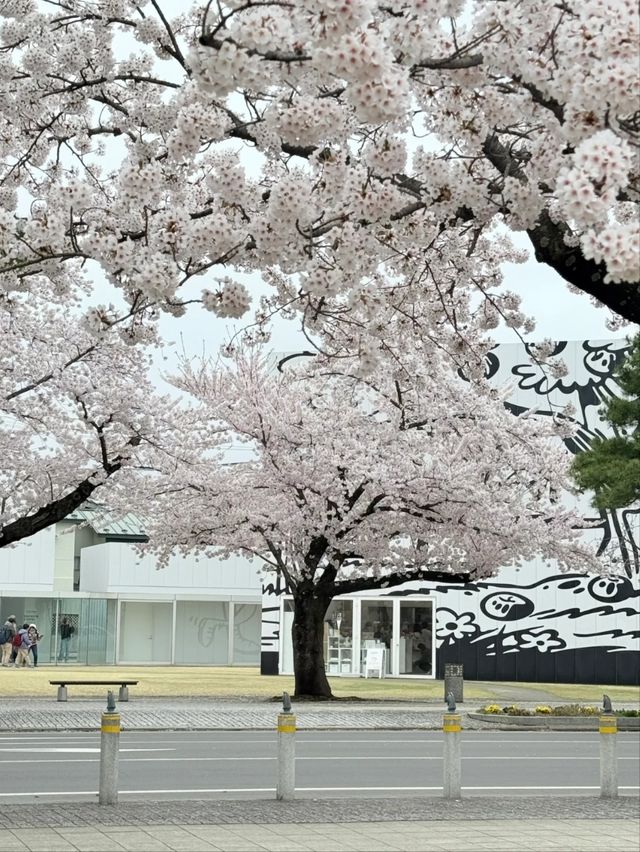 Towada Art Center Sakura | A Spring Symphony of Art and Nature