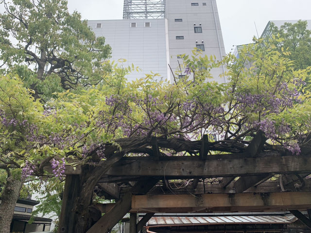 大須商店街の穴場スポット~清净寺