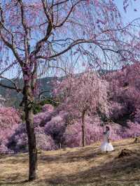 千本の垂れ桜 奈良に咲く最後の桜