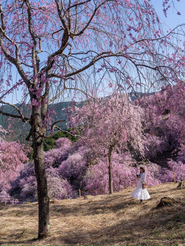 千本の垂れ桜 奈良に咲く最後の桜