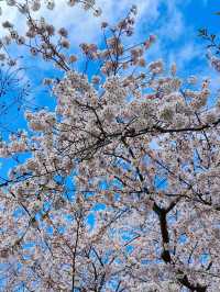 Petals Over the Fortress: Springtime at Goryokaku