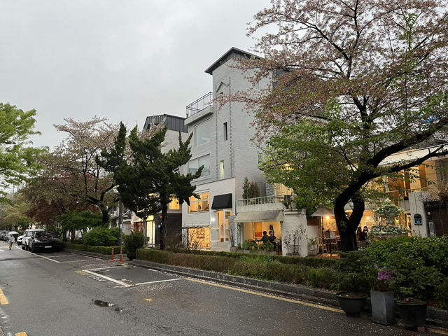 四月來首爾體驗櫻吹雪🌸