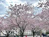 Cherry Blossoms in Lausanne, Switzerland