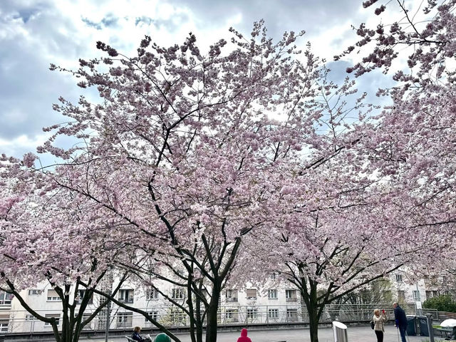 Cherry Blossoms in Lausanne, Switzerland