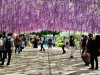 【あしかがフラワーパーク】ここまでとは！感動です