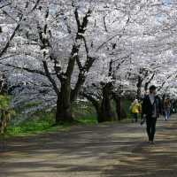 Hirosaki Park in Aomori Prefecture is one of the most breathtaking places