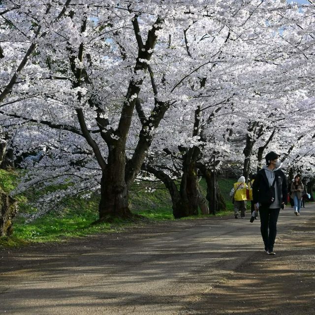 Hirosaki Park in Aomori Prefecture is one of the most breathtaking places