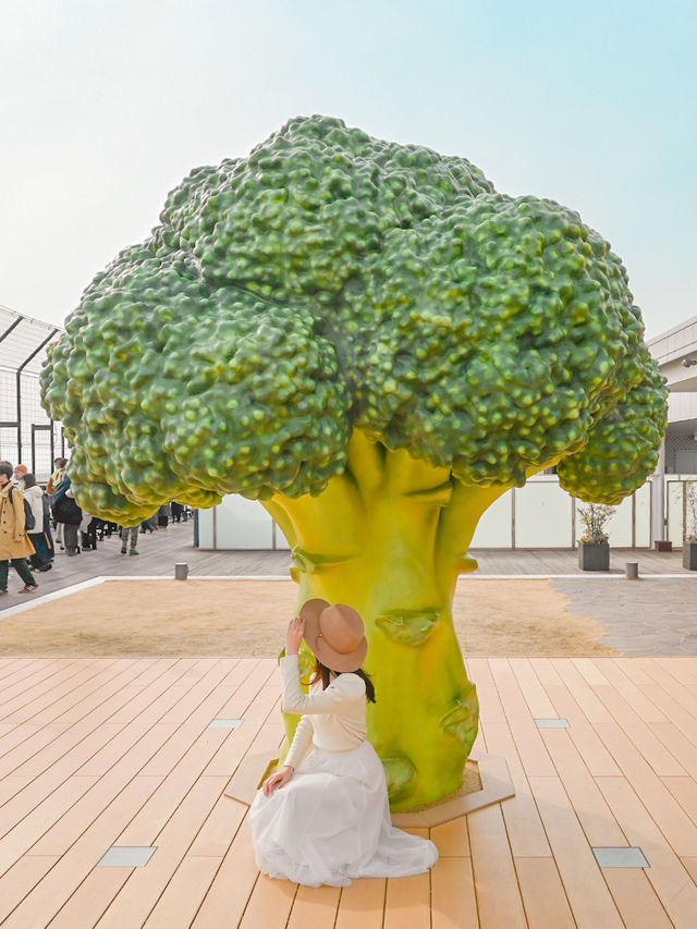 【兵庫】ブロッコリーの木の下で🥦💚