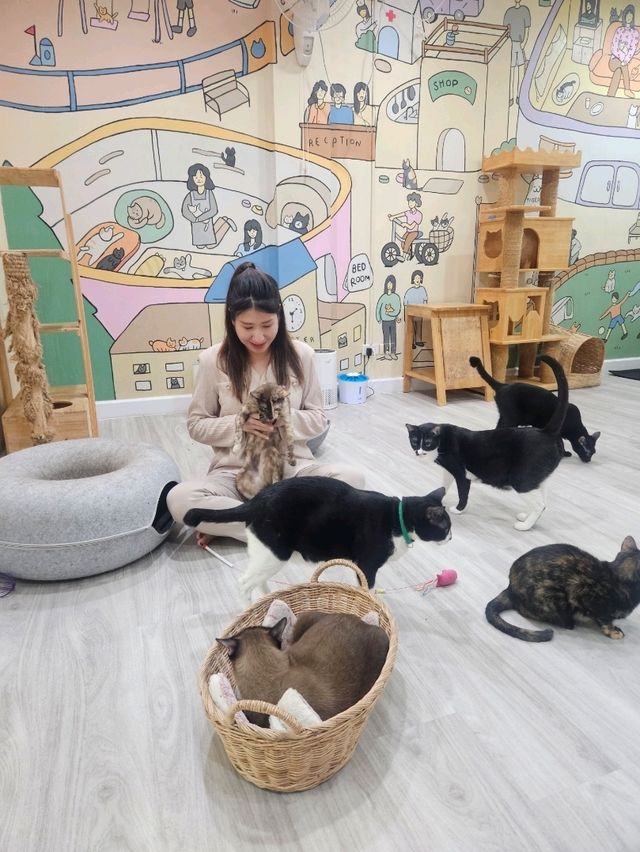 Catster คาเฟ่แมวจร ถูกใจตัวไหน รับกลับได้!!