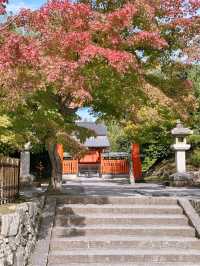 A Day in Arashiyama: Kimono Strolls, Temple Serenity & Tofu Delights🍃