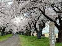 Kitakami Tenshochi: The Undisputed King of Cherry Blossoms in Tohoku