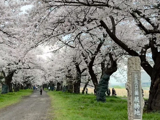 Kitakami Tenshochi: The Undisputed King of Cherry Blossoms in Tohoku