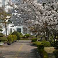 Cherry Blossoms at Jeongdok Library